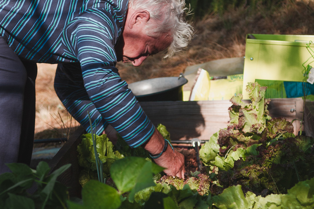 man gardening in vegetable patch